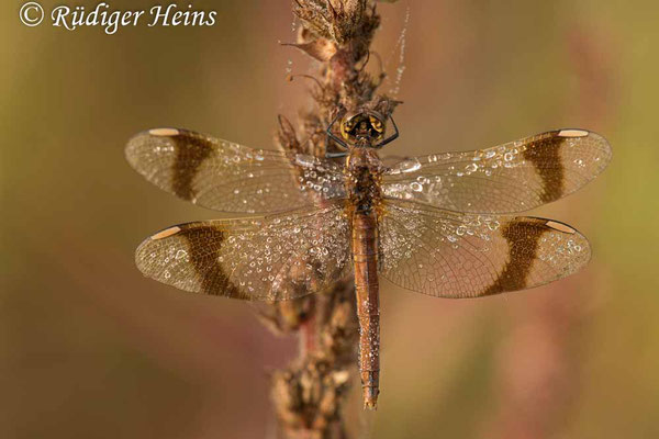 Sympetrum pedemontanum (Gebänderte Heidelibelle) Weibchen, 2.9.2021