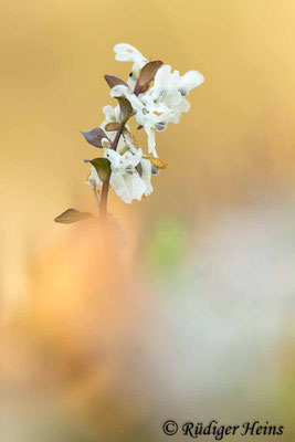 Hohler Lerchensporn (Corydalis cava), 6.4.2023 - Telezoom 150-600mm f/5-6,3