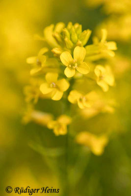 Barbarea vulgaris (Barbarakraut), 24.5.2020