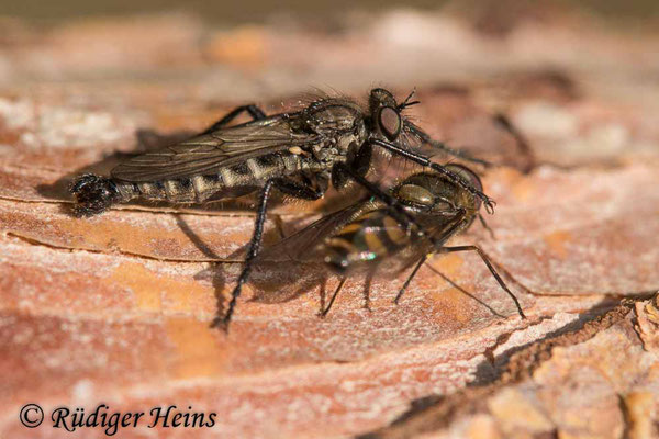 Lasiopogon cinctus (Gemeiner Grauwicht) Männchen, 25.4.2022