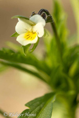 Viola arvensis (Acker-Stiefmütterchen), 5.10.2018