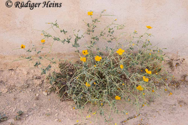 Glaucium flavum, Gelber Hornmohn
