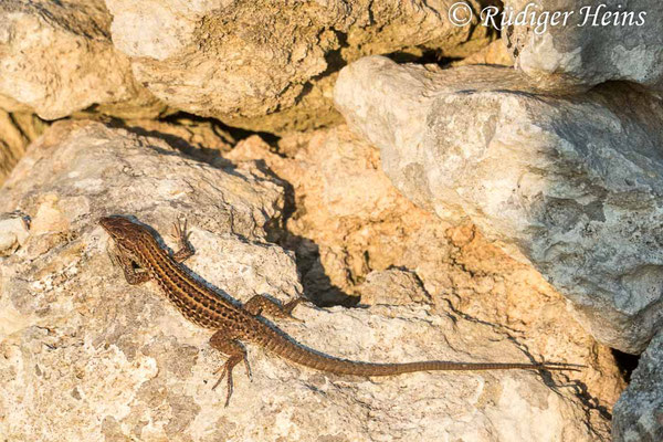 Podarcis sicula (Ruineneidechse), 25.9.2019