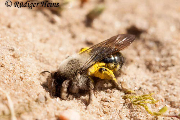 Andrena flavipes (Gemeine Sandbiene), 11.4.2020