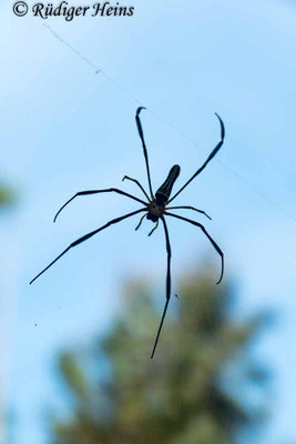 Nephila pilipes (Seidenspinne)