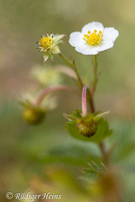 Fragaria vesca (Wald-Erdbeere), 25.5.2023