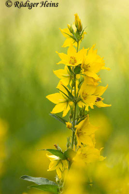 Lysimachia punctata (Punktierter Gilbweiderich)