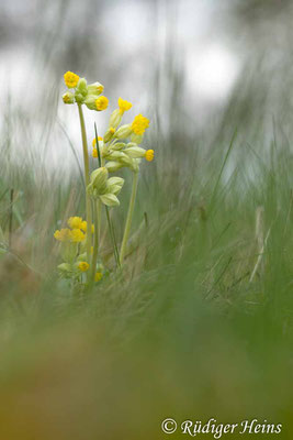 Primula veris (Echte Schlüsselblume), 24.4.2023