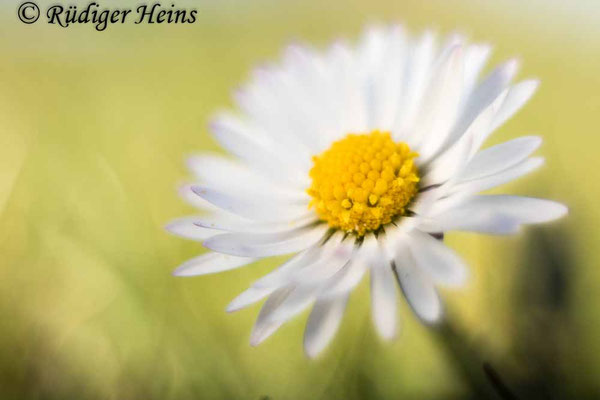 Bellis perennis (Gänseblümchen)