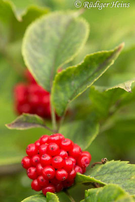 Sambucus racemosa (Roter Holunder), 20.7.2020