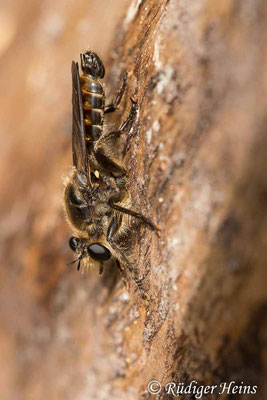 Choerades ignea (Zinnober-Mordfliege) Männchen, 13.8.2021