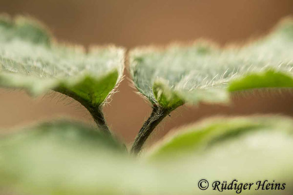 Lamium galeobdolon (Gewöhnliche Goldnessel), 6.10.2023