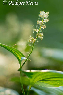 Maianthemum bifolium (Zweiblättrige Schattenblume), 11.6.2015