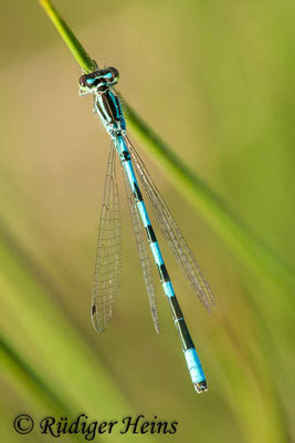 Coenagrion hastulatum (Speer-Azurjungfer) Männchen, 30.5.2011