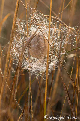 Pisaura mirabilis (Listspinne)