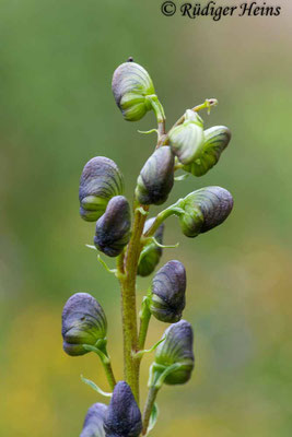 Aconitum napellus (Blauer Eisenhut)