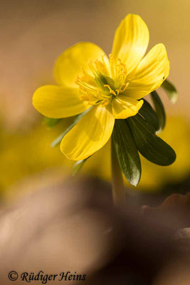 Winterling (Eranthis hyemalis), 22.2.2021