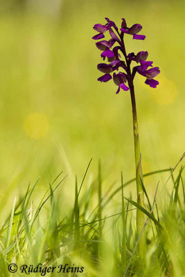 Anacamptis morio (Kleines Knabenkraut), 5.5.2016