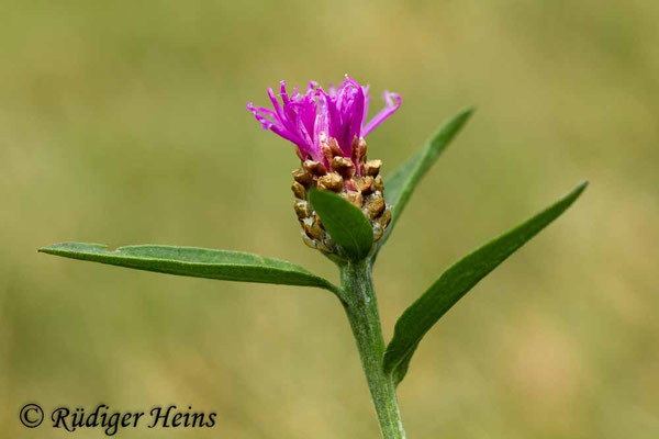 Centaurea jacea (Wiesen-Flockenblume), 11.7.2015