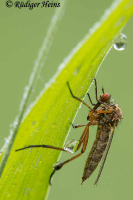 Empis livida (Helle Tanzfliege) Weibchen, 3.7.2020