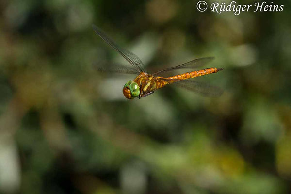 Aeshna isoceles (Keilfleck-Mosaikjungfer) Männchen, 20.6.2017 (Ausschnitt)