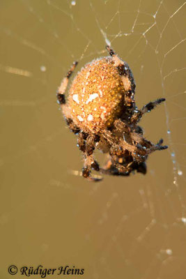 Araneus quadratus (Vierfleckkreuzspinne)