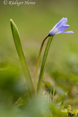 Chionodoxa luciliae (Gewöhnliche Sternhyazinthe), 22.3.2023