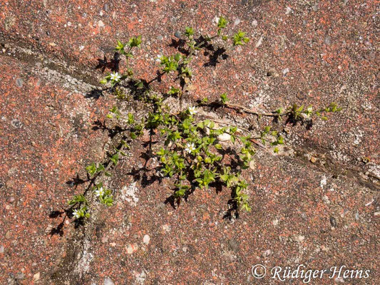 Cerastium semidecandrum (Sand-Hornkraut)