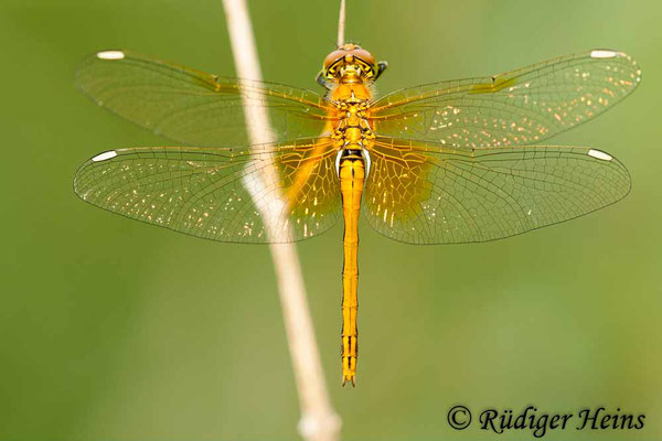 Sympetrum flaveolum (Gefleckte Heidelibelle) Weibchen, 29.6.2009