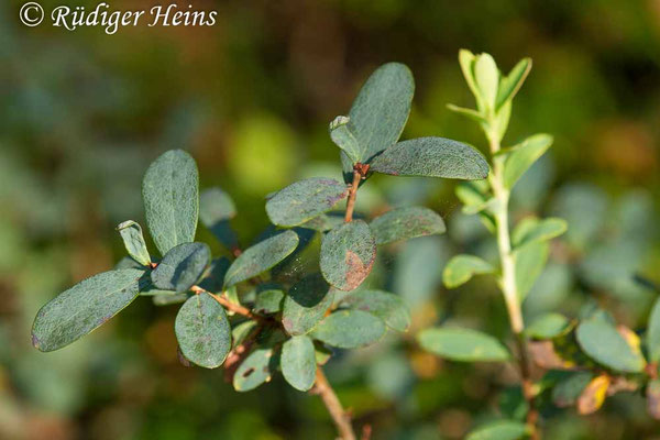 Vaccinium uliginosum, Rauschbeere