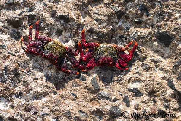 Grapsus adscensionis (Rote Felsenkrabbe)