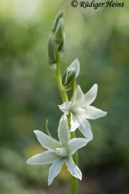 Ornithogalum nutans (Nickender Milchstern), 23.4.2021