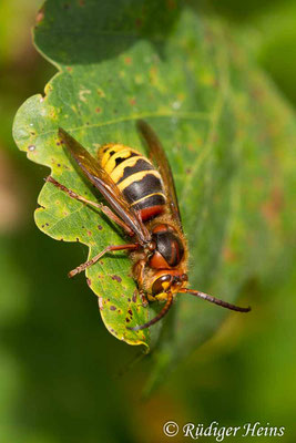 Vespa crabro (Hornisse), 9.10.2017