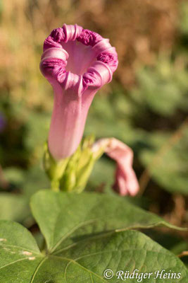 Purpur-Prunkwinde (Ipomoea purpurea), 12.7.2022 - Panasonic DMC-FZ 1000