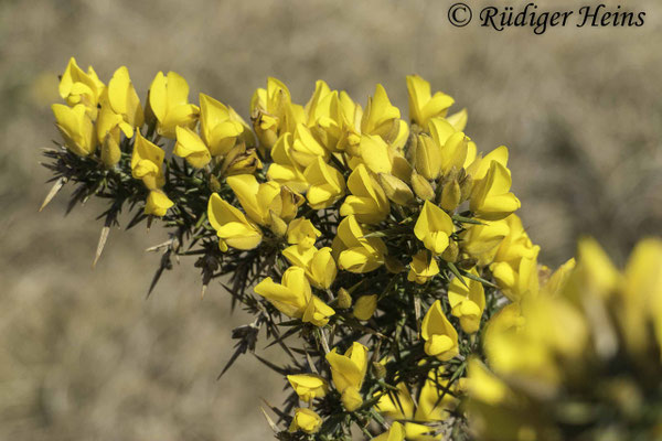 Ulex europaeus (Stechginster)