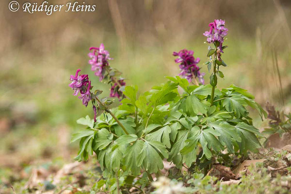 Corydalis cava (Hohler Lerchensporn), 12.4.2021