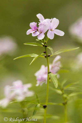 Cardamine bulbifera (Zwiebel-Zahnwurz), 4.5.2022