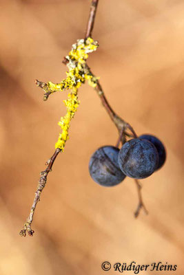 Prunus spinosa (Schlehe oder Schwarzdorn), 11.12.2018