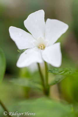 Vinca minor (Kleines Immergrün), 19.3.2020