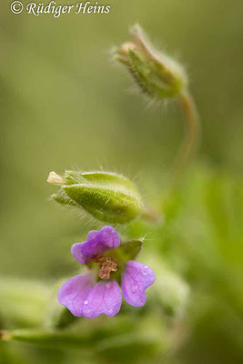 Geranium pusillum (Kleiner Storchschnabel), 8.6.2025