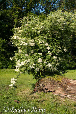 Sambucus nigra (Schwarzer Holunder), 15.6.2013