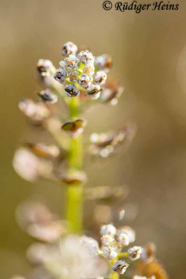 Teesdalia nudicaulis (Nacktstängeliger Bauernsenf), 26.4.2020