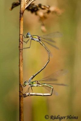 Lestes virens (Kleine Binsenjungfer) Eiablage, 12.9.2015