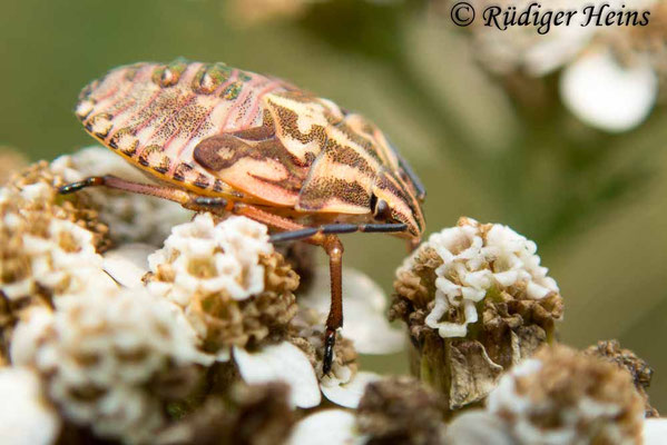 Carpocoris fuscispinus (Nördliche Fruchtwanze)