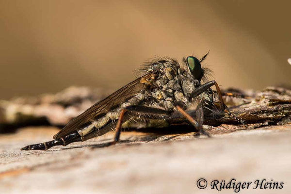 Neoitamus socius (Kleiner Strauchdieb) Weibchen