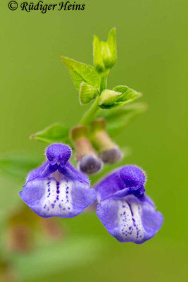 Scutellaria galericulata (Sumpf-Helmkraut), 5.8.2019