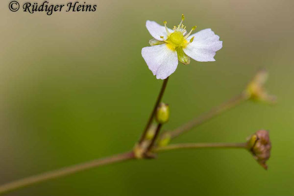 Alisma plantago-aquatica (Gewöhnlicher Froschlöffel), 30.7.2023