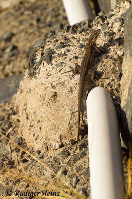 Gallotia stehlini (Gran-Canaria-Rieseneidechse) Weibchen