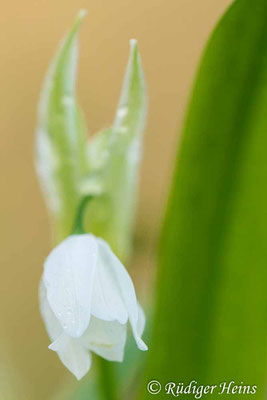 Allium paradoxum (Wunder-Lauch), 12.4.2023