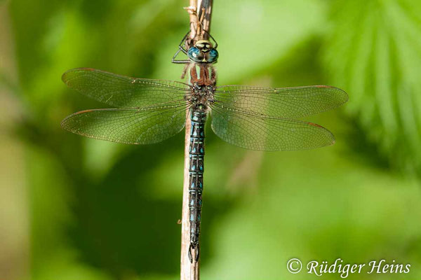 Brachytron pratense, Früher Schilfjäger, Männchen